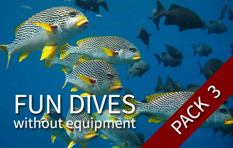 FUN DIVE-WE - 3 fun dives (with your own equipment)