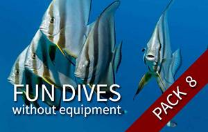 FUN DIVE-WE - 8 fun dives (with your own equipment)