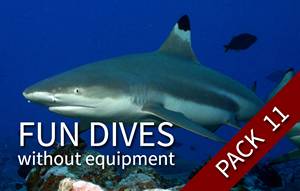 FUN DIVE-WE - 11 fun dives (with your own equipment)