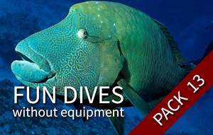 FUN DIVE-WE - 13 fun dives (with your own equipment)